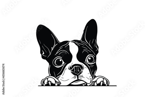 Curious Boston Terrier Gaze: A Vector Illustration of a Cute Boston Terrier Dog Playfully Peeking