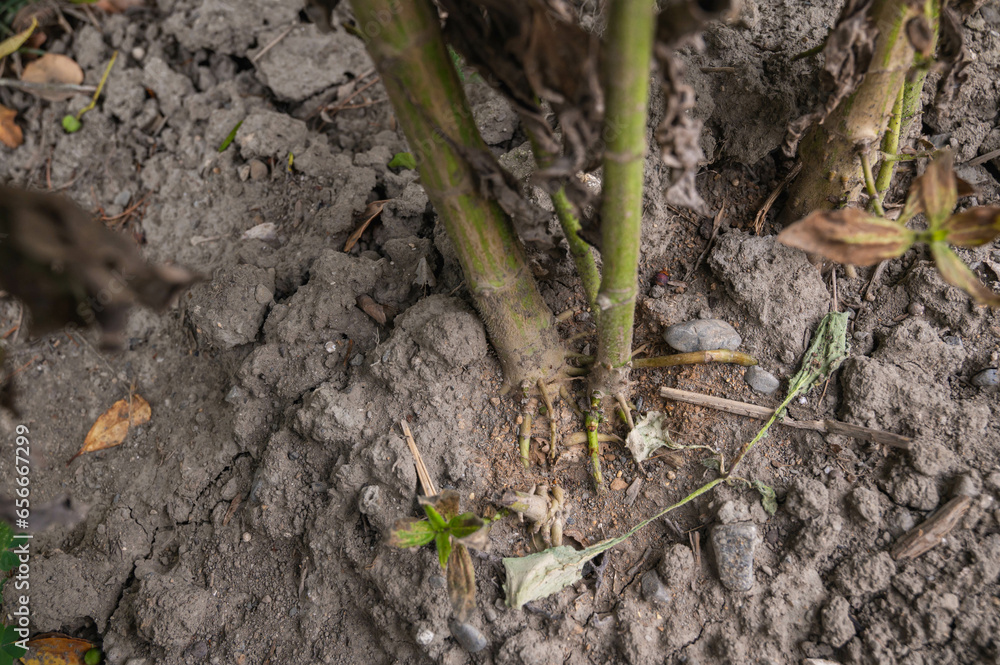 Fototapeta premium 太い菊芋の茎と根元