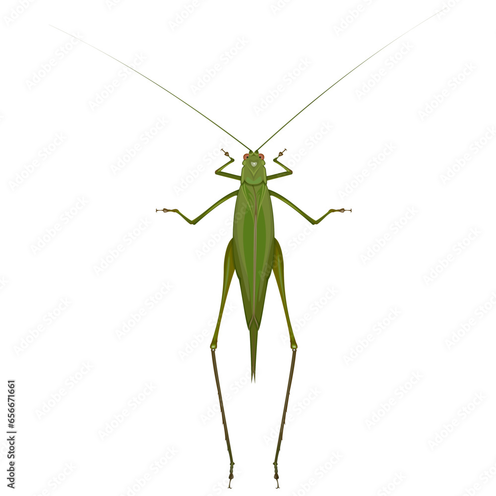 Isolated image of a green grasshopper on a white background Isolated image of a green grasshopper on a white background