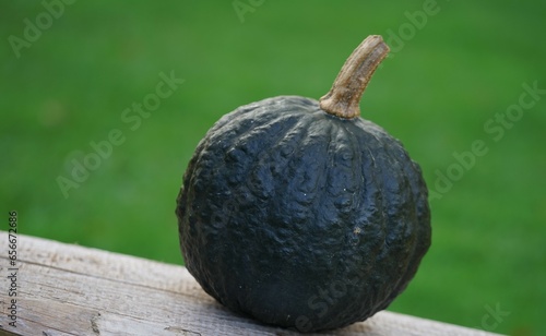 A type of Japanese pumpkin the name is Iron Cup F1, the pumpkin is edible