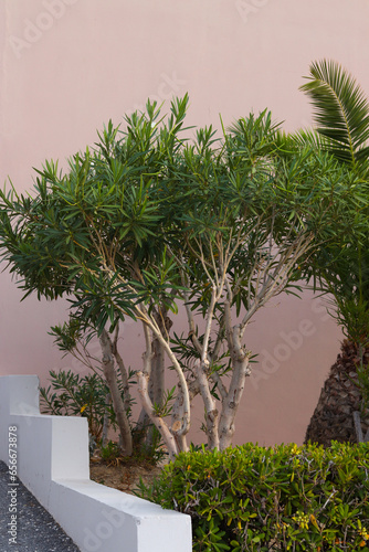 Fototapeta Naklejka Na Ścianę i Meble -  Nerium oleander:  tree of oleander  in the garden in summer on the hotel grounds.
