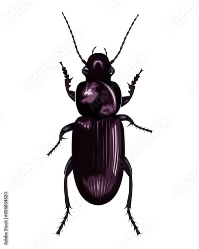 isolated image of ground beetle (Carabus) on white background 