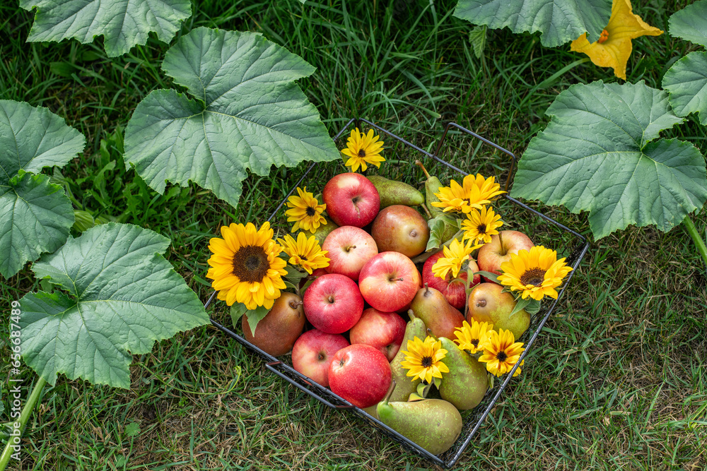 Korb aus Metall gefüllt mit Äpfeln und Birnen dekoriert mit ...
