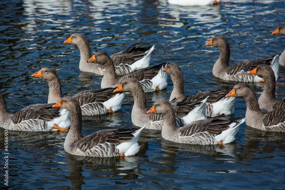 Obraz premium A flock of white geese swims in the water of the lake.