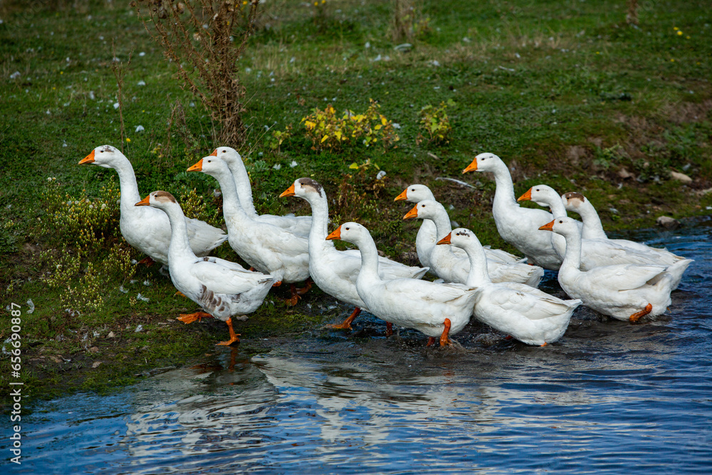 Obraz premium A flock of white geese swims in the water of the lake.