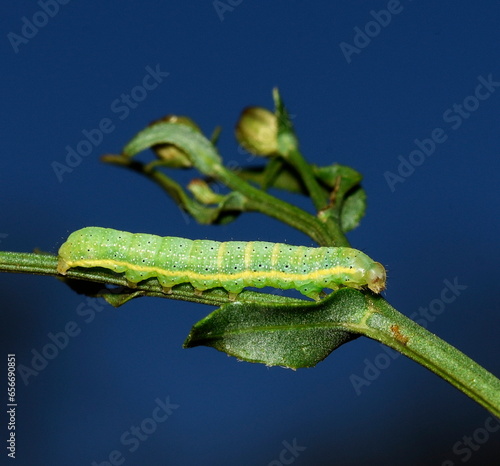 Mamestra oleracea walking on the plant. photo