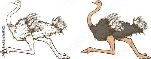走っているダチョウのイラスト