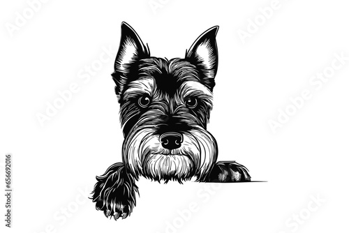 Cesky Terrier's Innocent Glance: A Sweet Vector Portrait of a Pup Secretly Peeking