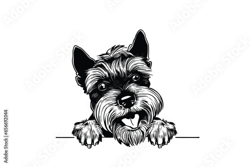 Cesky Terrier's Innocent Glance: A Sweet Vector Portrait of a Pup Secretly Peeking