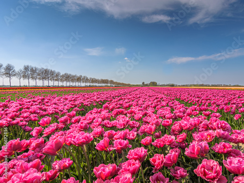 panoramic image of a beautiful pink flowers on flower field with blue sky in the bulb region near Lisserbroek