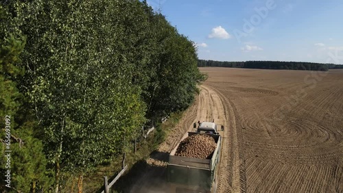 A tractor with loaded potatoes in a trailer leaves for a warehouse