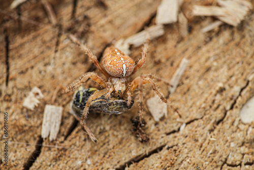 A very beautiful species of peacock with attractive colors on a wooden background in nature, the species is called araneus diadematus.