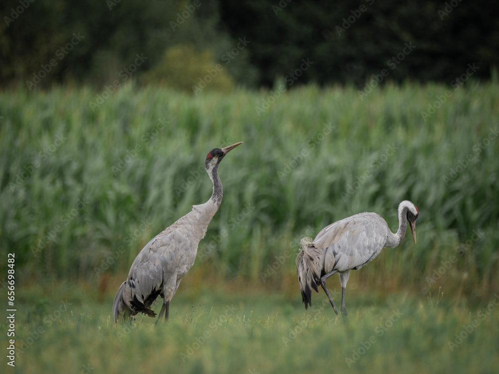 Obraz premium Two cranes at the grassland.