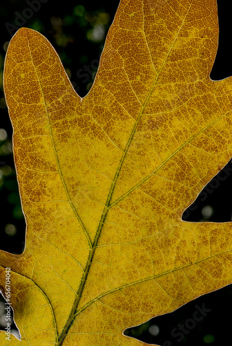 Close up of autumn oak leaf on black blurred background