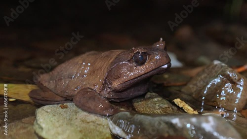 A rare Burmese horned toad (Brachytarsophrys carinense ) sitting in stream.