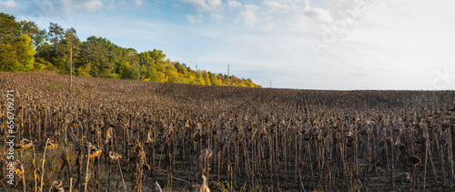 dried ripe sunflower field awaiting harvest. Field agricultural crops and sky