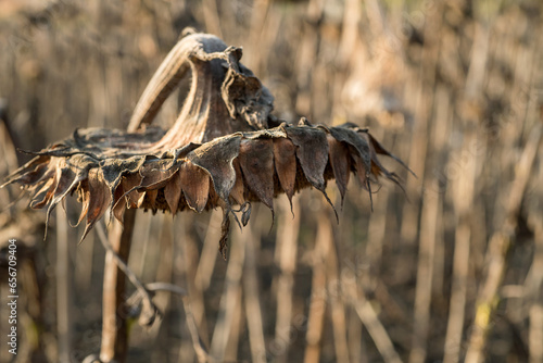sunflowers dry head in the rays of the setting sun