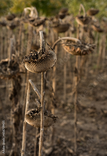 ripe dry sunflower in field waiting for harvest