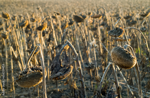sunflowers dry heads in the rays of the setting sun
