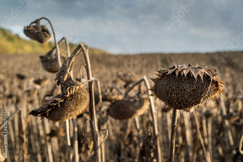 sunflowers dry heads in the field at autumn with beautiful sky