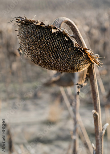 one, ripe, dry sunflower in field waiting for harvest