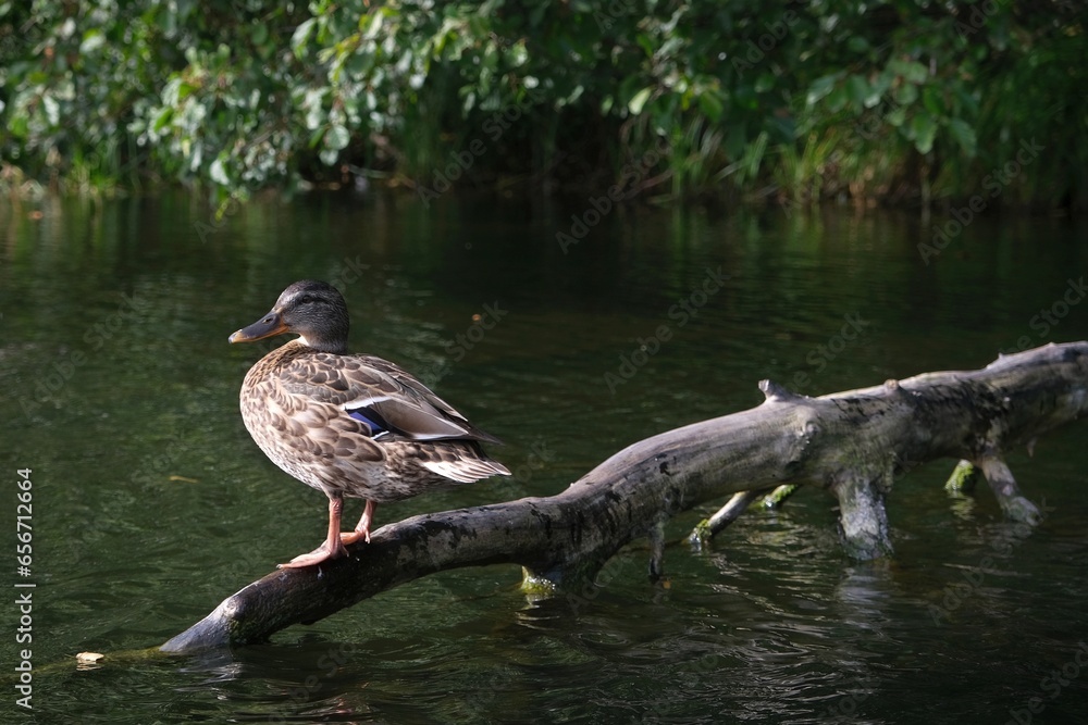 Fototapeta premium Close up of duck sitting on branch on water of Wda river. Kashubia, Poland