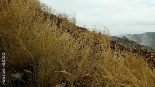 Fire smoke and wind on a field of straw and trees. Fires in Italy Sicily Spain Hawaii Maui Greece. Sardinia Climate change. Emergency natural problem Enviromental  Burning photo