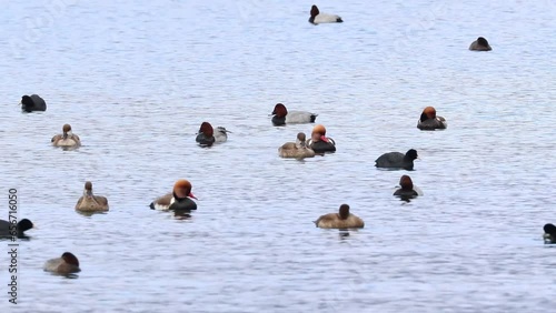 Many overwintering waterfowl on the lake surface, including common pochards (Aythya ferina), red-crested pochards (Netta rufina) and Eurasian coots (Fulica atra)