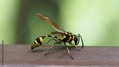 A potter wasp in tropical rain forest in Xishuangbanna, Yunnan, China