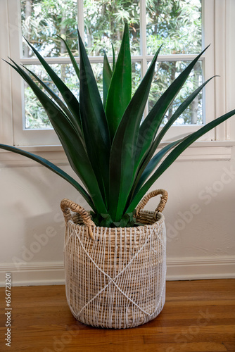 Plant with large green leaves in a decorative wicker planter inside a house.