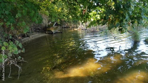 Clear calm water in the coastal zone of a forest lake on a warm autumn day.