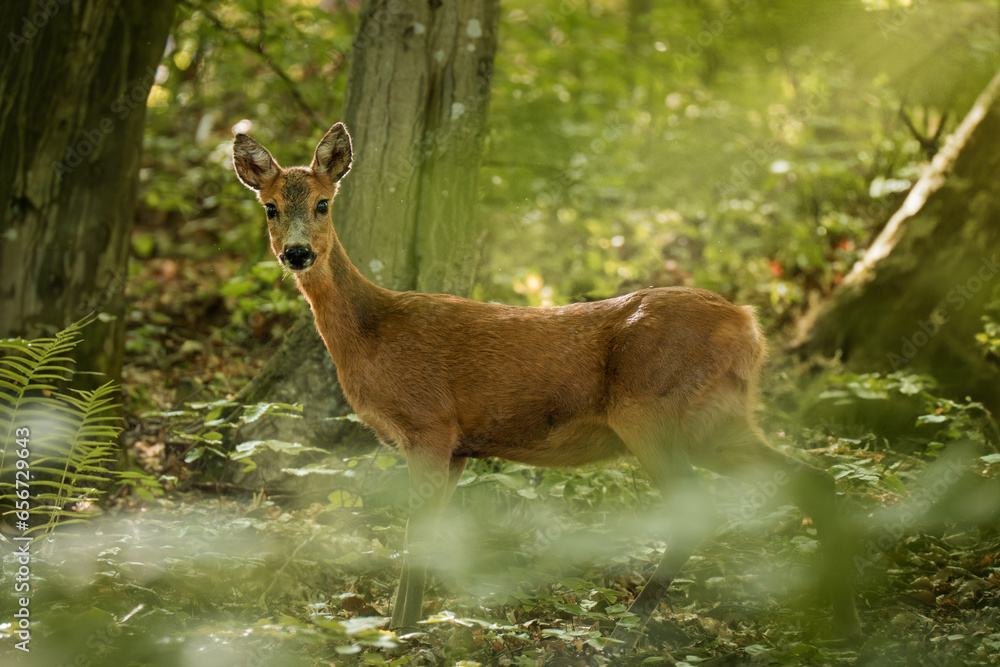 Doe in the forest looking direct to camera Doe in the forest looking direct to camera