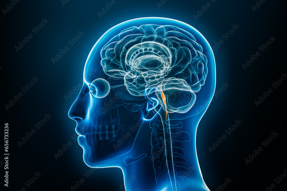 Xray profile view of the brain fourth ventricle 3D rendering illustration. Human body and nervous system anatomy, medical, biology, science, neuroscience, neurology concepts. Xray profile view of the brain fourth ventricle 3D rendering illustration. Human body and nervous system anatomy, medical, biology, science, neuroscience, neurology concepts.