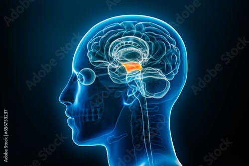 Xray profile view of the midbrain or mesencephalon 3D rendering illustration. Human brain and body anatomy, medical, biology, science, neuroscience, neurology concepts.