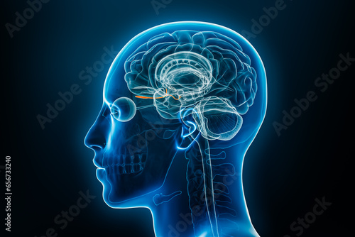Xray profile view of the olfactory bulb and tract 3D rendering illustration. Human brain and body anatomy, medical, biology, science, neuroscience, neurology concepts. photo