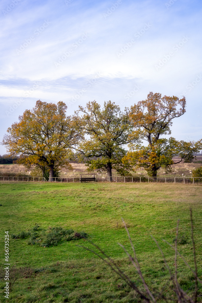 Oak trees in autumn around Castle Rising, Norflok, England Oak trees in autumn around Castle Rising, Norflok, England