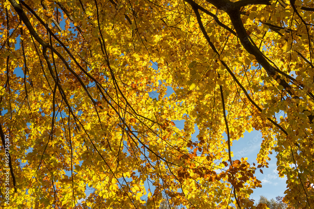 Autumn leaves on the sun. Fall tree background. Autumn leaves on the sun. Fall tree background.