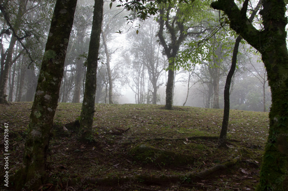 Fototapeta premium morning in the forest