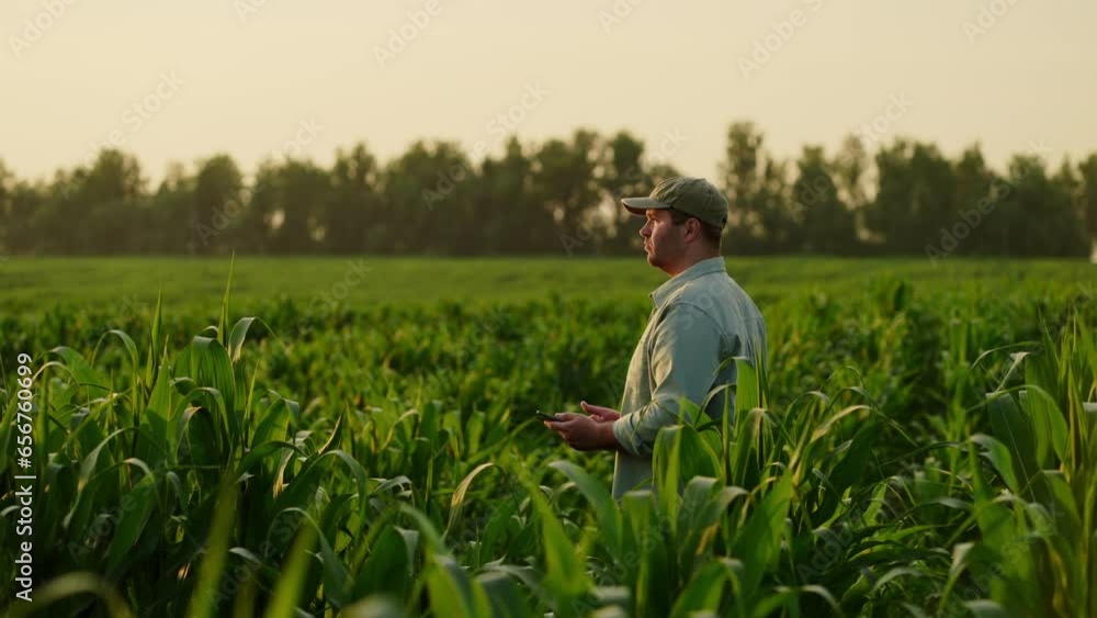 Adult Man Farmer Viewing Field With Young Corn Plants In Summer Evening, Professional Agronomist Adult Man Farmer Viewing Field With Young Corn Plants In Summer Evening, Professional Agronomist
