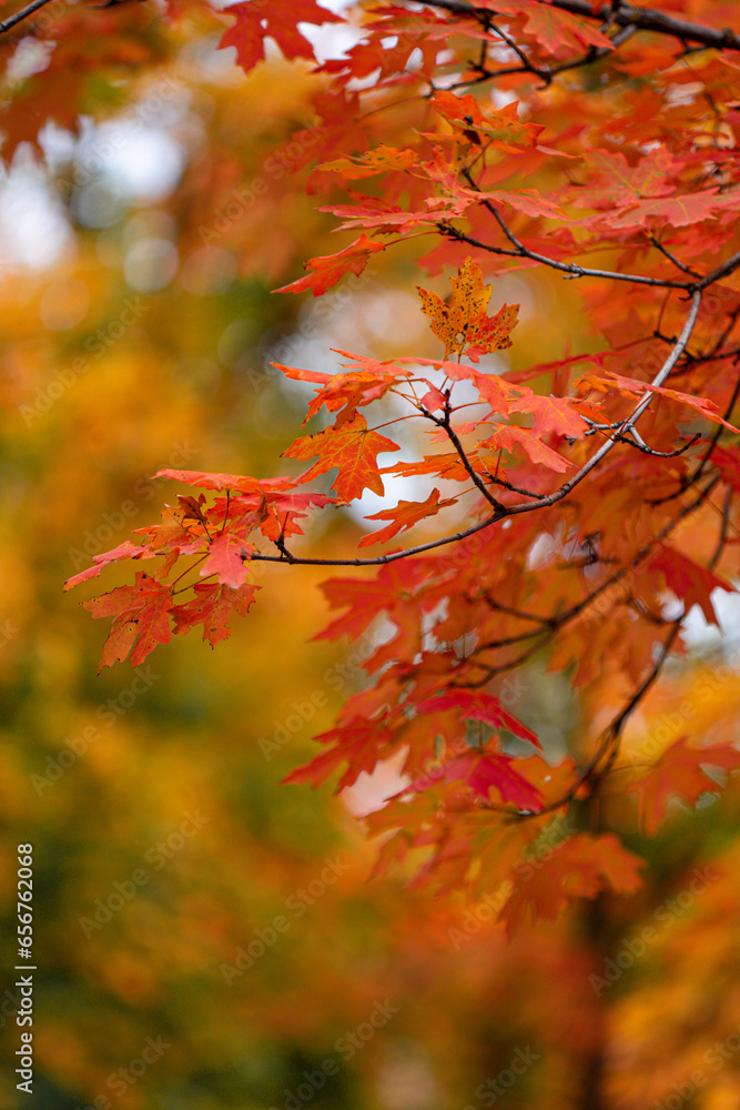 colorful bright yellow and red leaves on the trees in the fall colorful bright yellow and red leaves on the trees in the fall