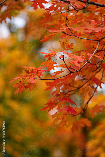 colorful bright yellow and red leaves on the trees in the fall