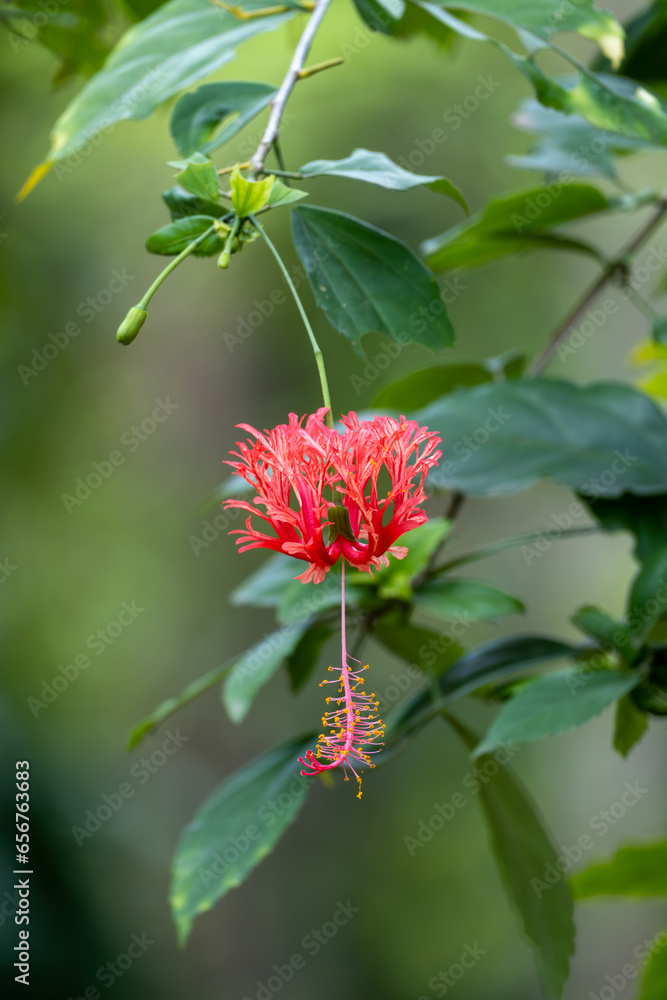 A red flower hangs down in the forest. A red flower hangs down in the forest.