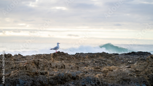 Seagull at Snapper Rocks, QLD