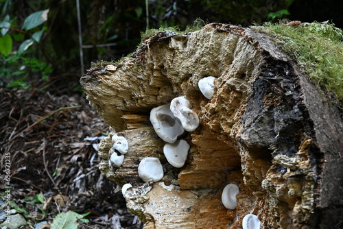 Mushrooms at Redwoods National Park