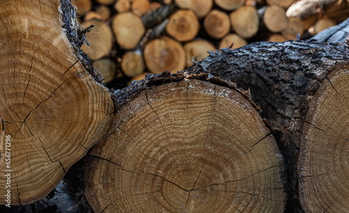 LEGNO  DI LEGNO TEXTURE  FORESTA NATURA   FALEGNAMERIA  ALBERO