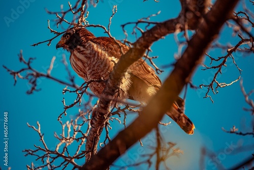 Big brwn falcon over a tree with blue sky on background photo