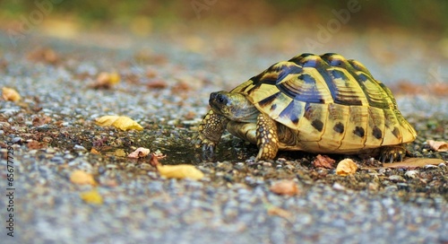 Una tartaruga di terra sull'asfalto bagnato photo