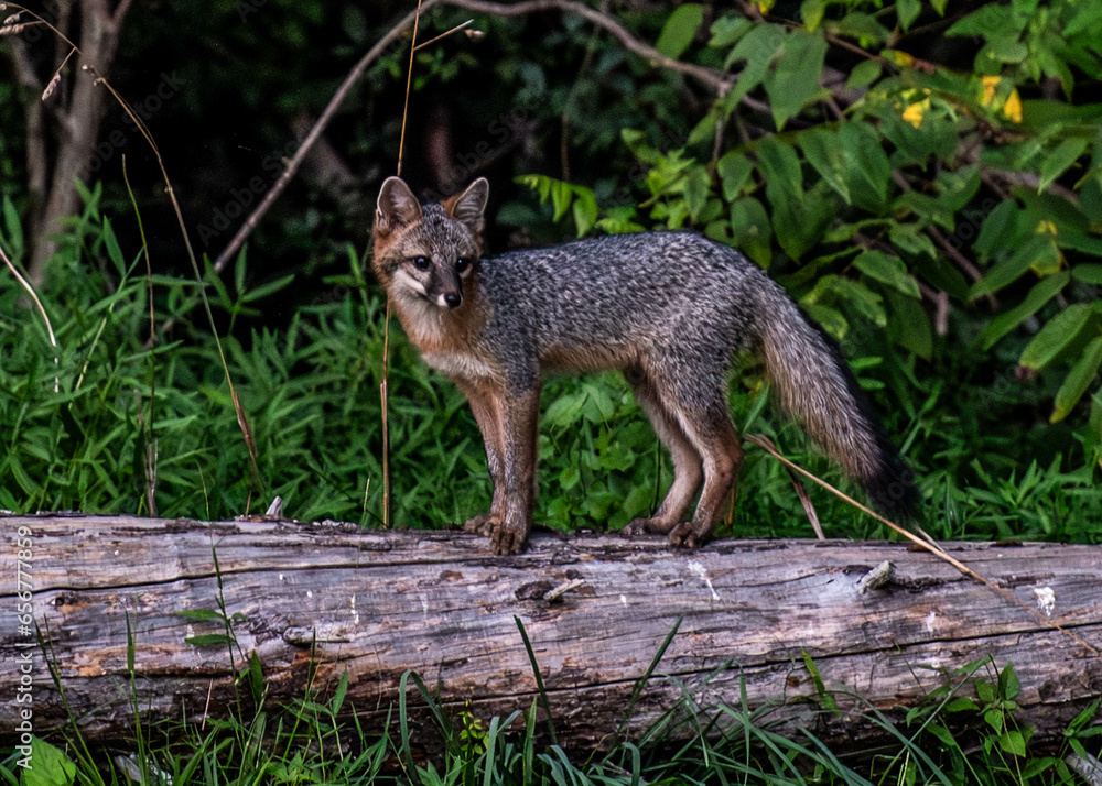 Gray Fox Kit Gray Fox Kit