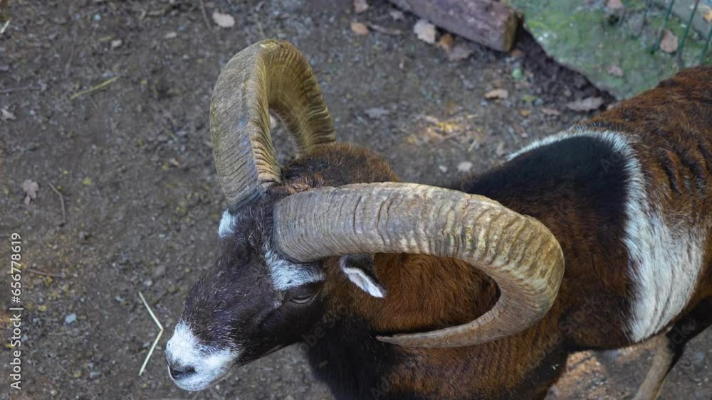Close up of male Mouflon, ram standing around a meadow on a sunny day Close up of male Mouflon, ram standing around a meadow on a sunny day