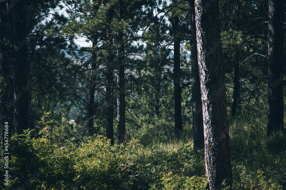 Obraz premium landscapes of South Dakota